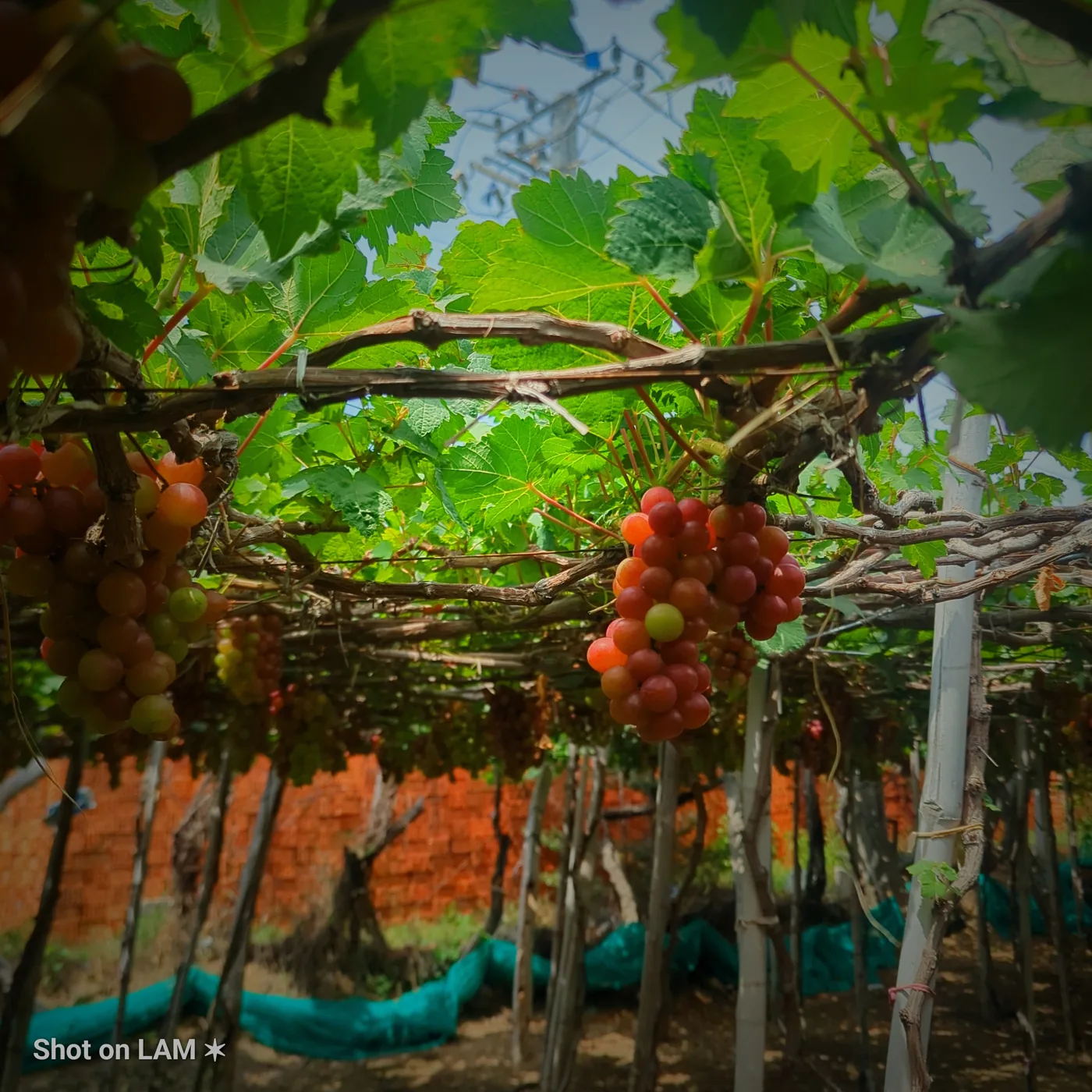A grape vineyard in warm light, shot on LAM with Gold 400